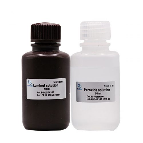 Western Blot Products